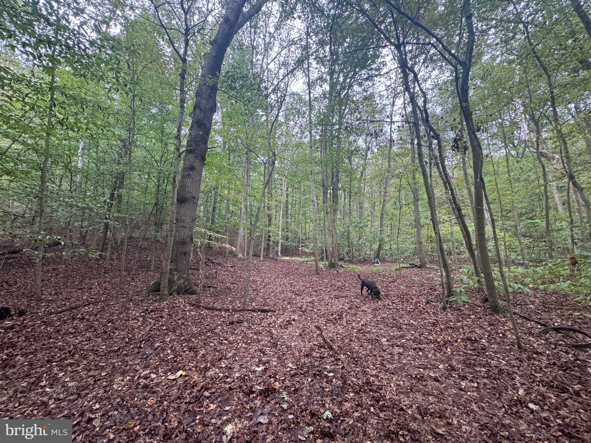 0 Burnside Bridge Road Keedysville, MD 21756 - Photo 15 of 40 a view of a forest filled with trees