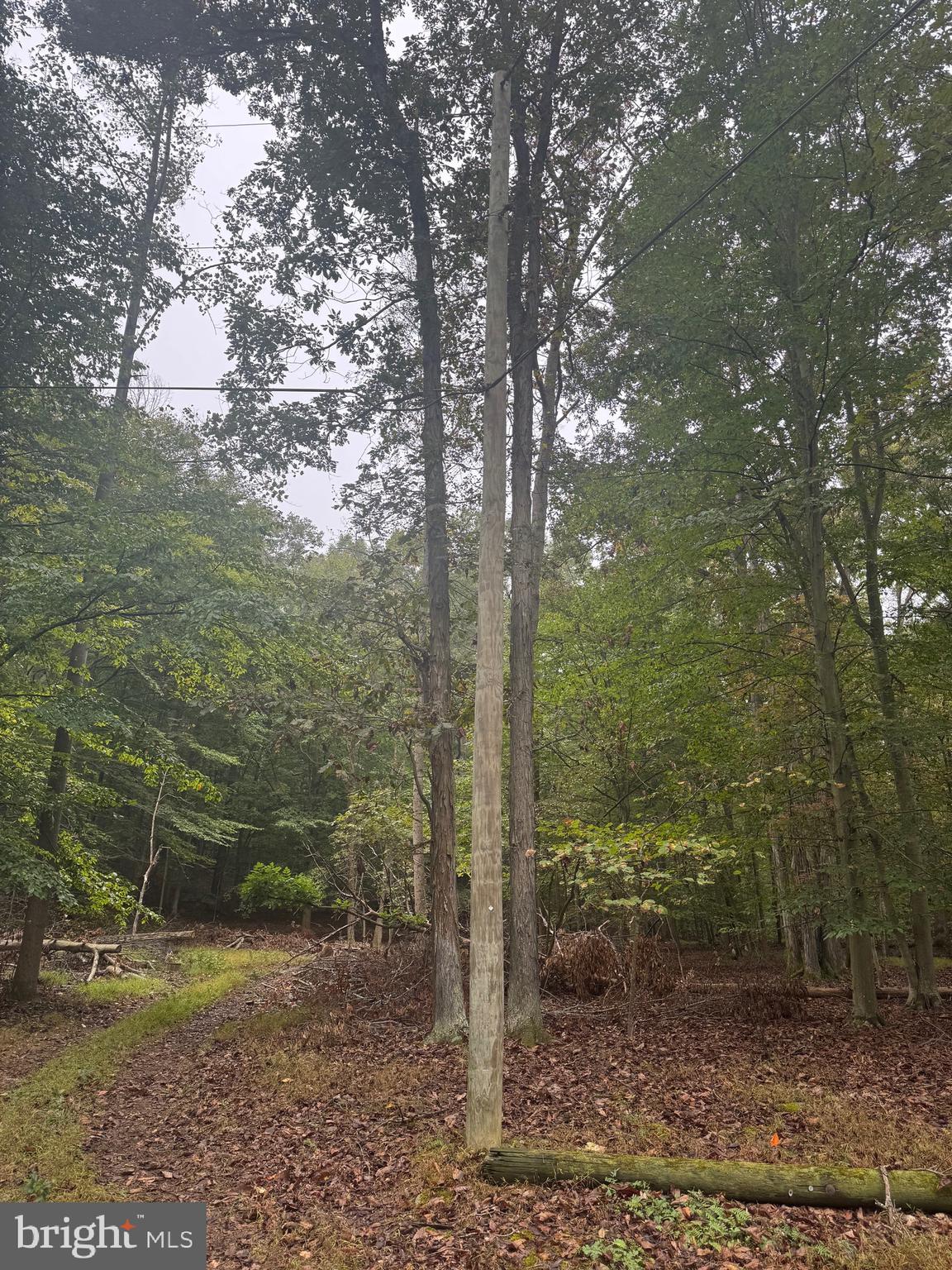 0 Burnside Bridge Road Keedysville, MD 21756 - Photo 29 of 40 a view of a forest filled with trees