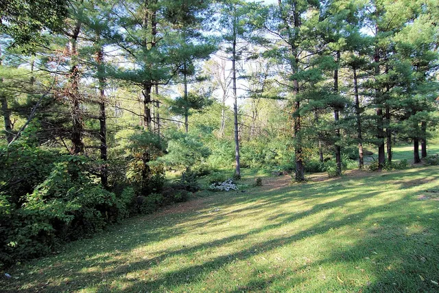 a view of a yard with plants and large trees
