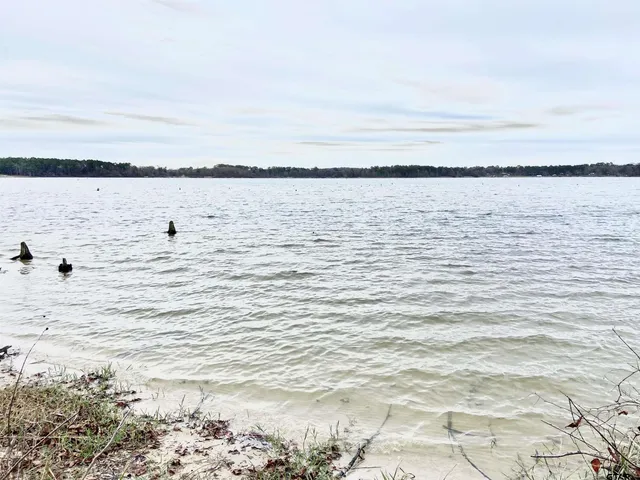a view of a plant in a garden