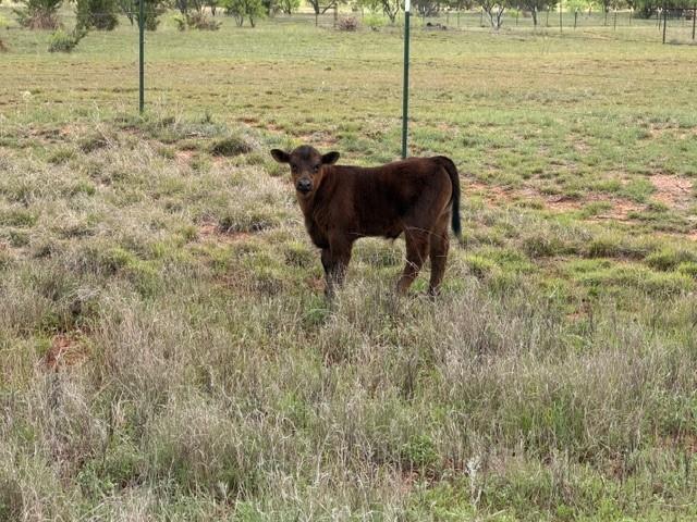 2221 Lemons Gap Road Ovalo, TX 79541 - Photo 2 of 17
