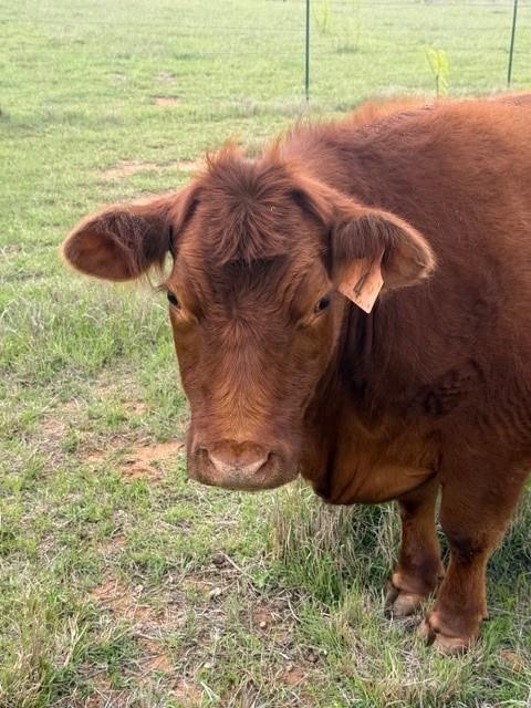 2221 Lemons Gap Road Ovalo, TX 79541 - Photo 4 of 17