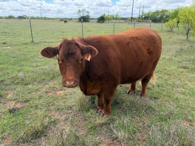 2221 Lemons Gap Road Ovalo, TX 79541 - Photo 5 of 17