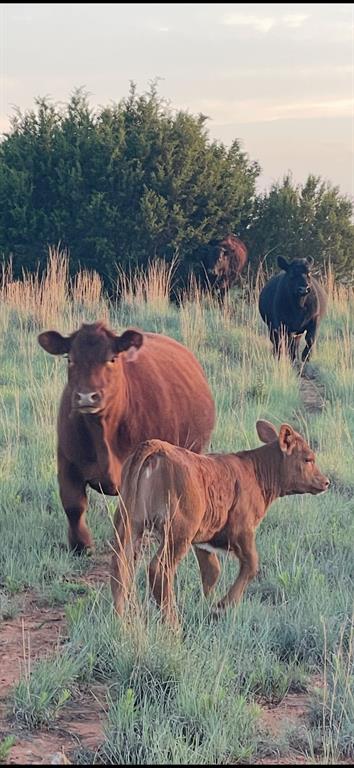 2221 Lemons Gap Road Ovalo, TX 79541 - Photo 8 of 17