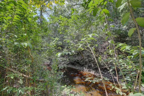 a view of a forest with lots of trees