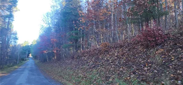 a view of a forest with trees in the background