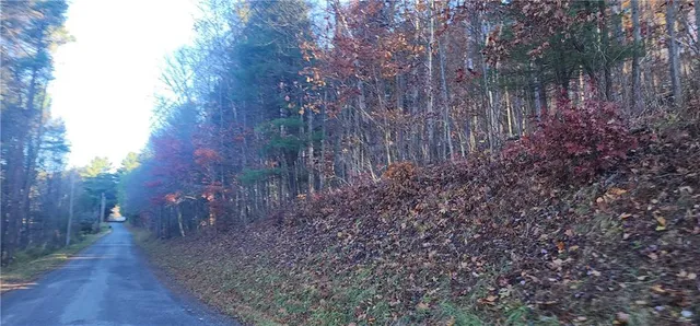 a view of a forest with trees in the background