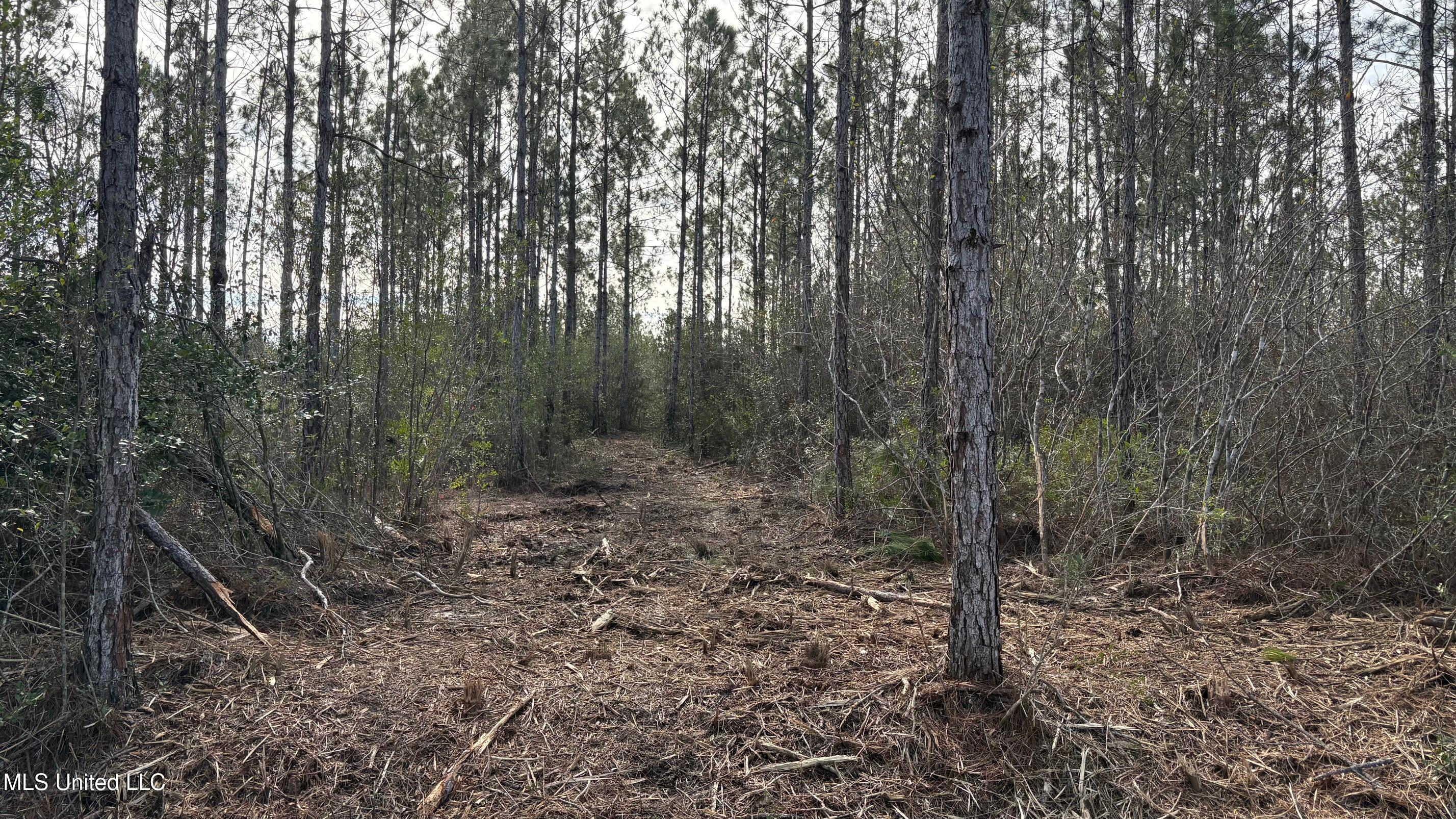 Herman Ladner Road Saucier, MS 39574 - Photo 4 of 9 IMG_1252