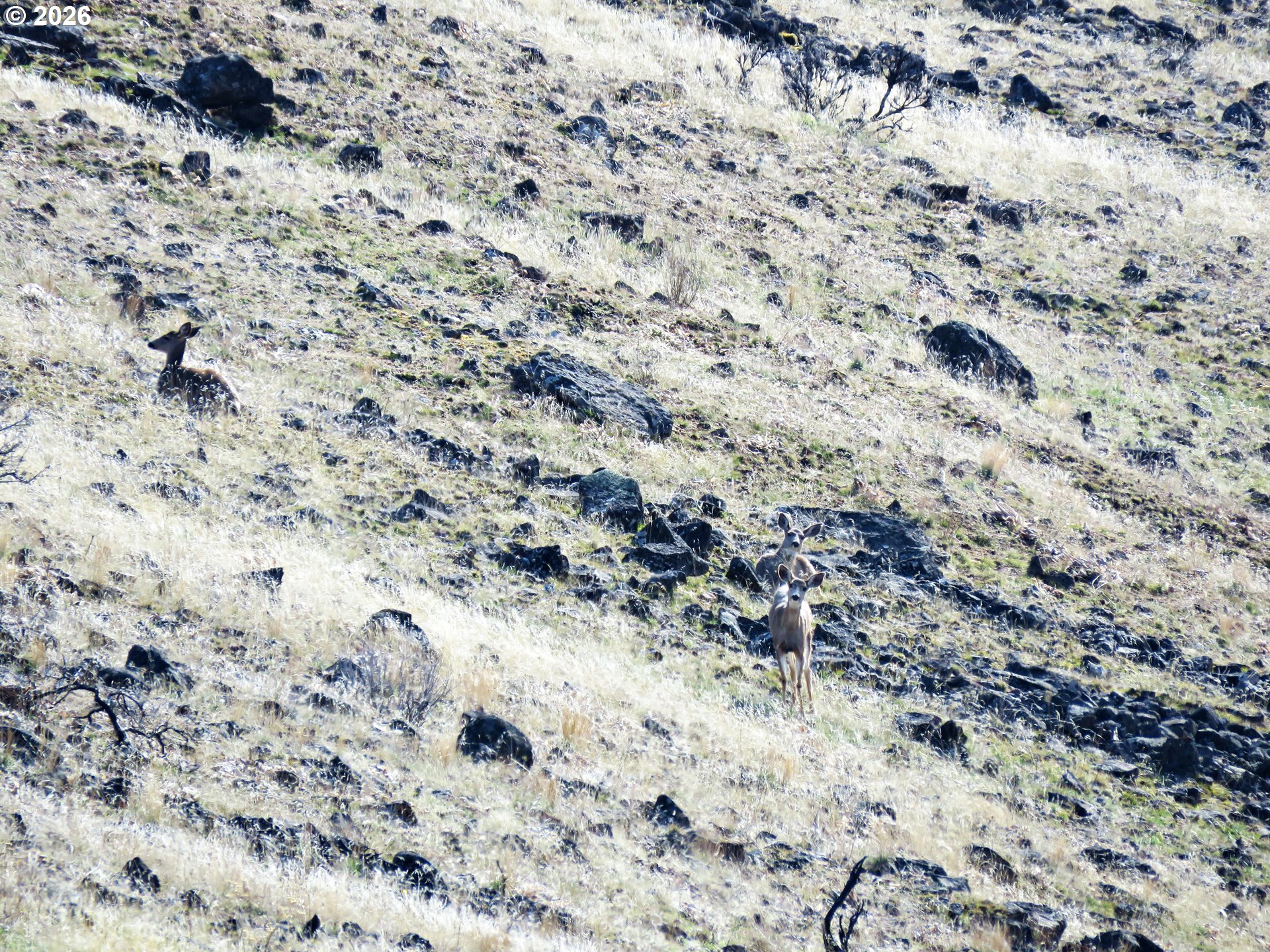 J Hix Road Tygh Valley, OR 97063 - Photo 18 of 25 a view of a yard