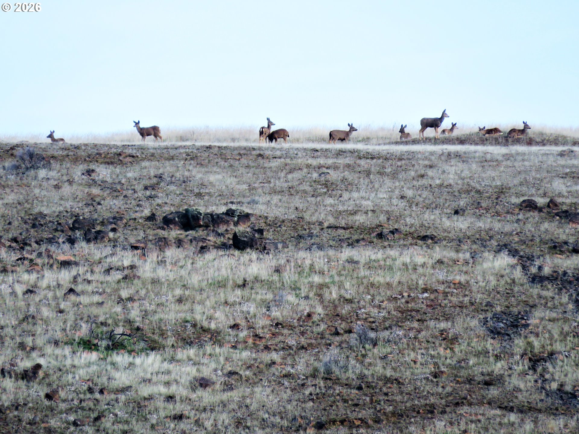 J Hix Road Tygh Valley, OR 97063 - Photo 20 of 25 a view of a dry yard with trees