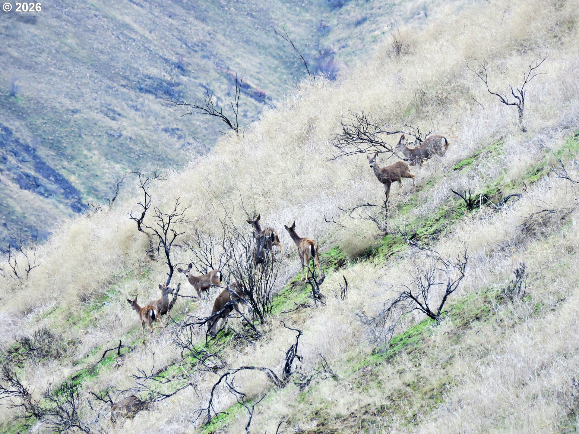 J Hix Road Tygh Valley, OR 97063 - Photo 21 of 25 a view of a dry yard with lots of green space