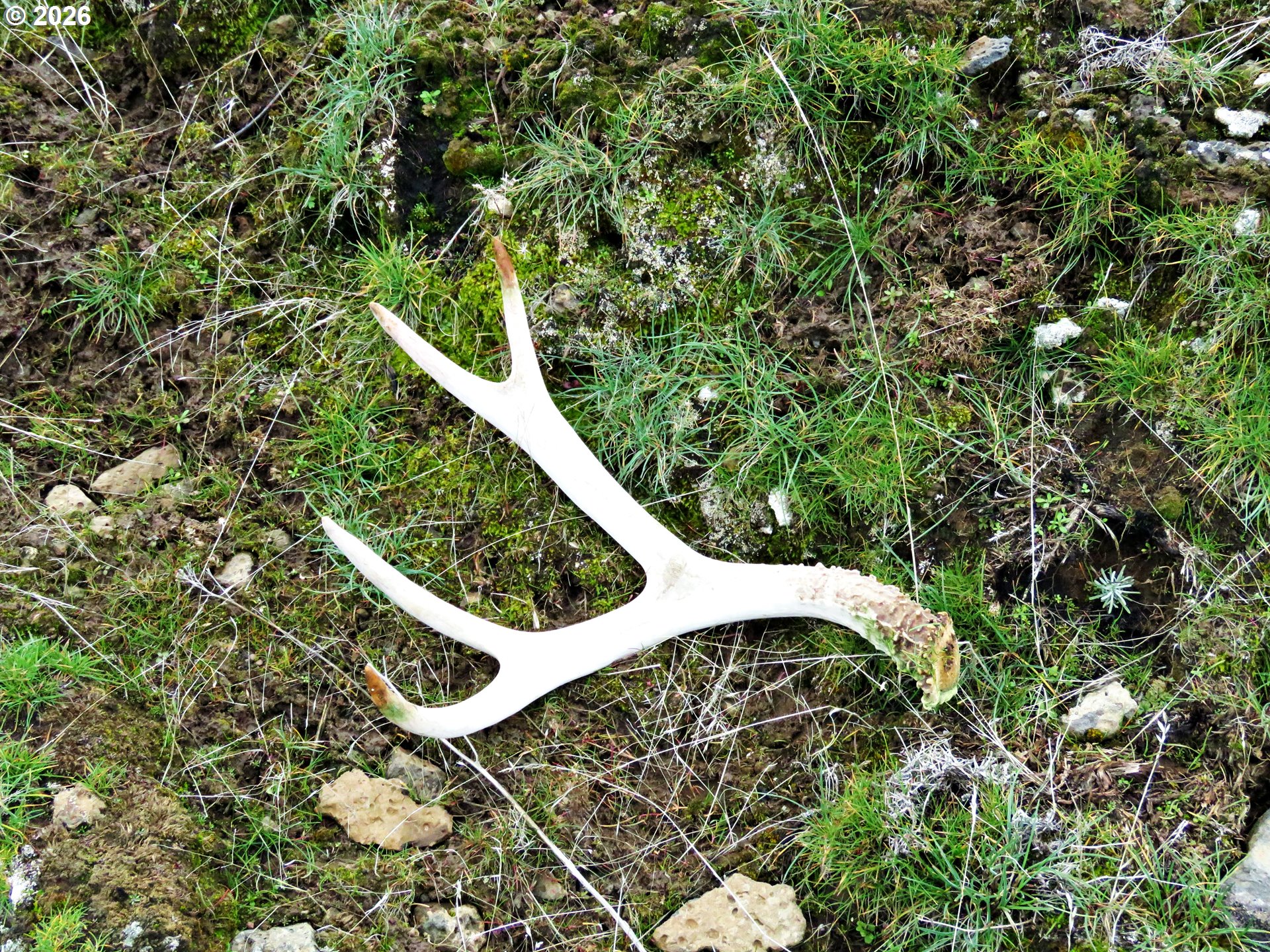 J Hix Road Tygh Valley, OR 97063 - Photo 24 of 25 a view of a yard with plants