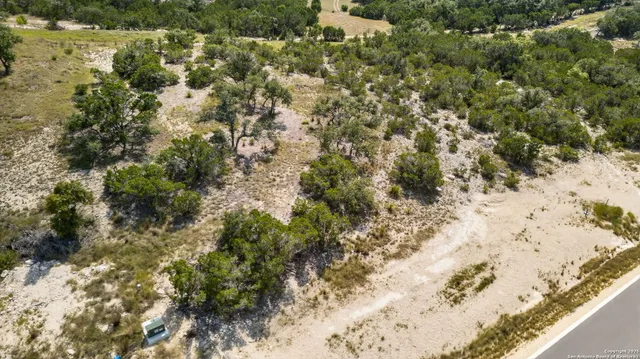 a view of a forest with a tree