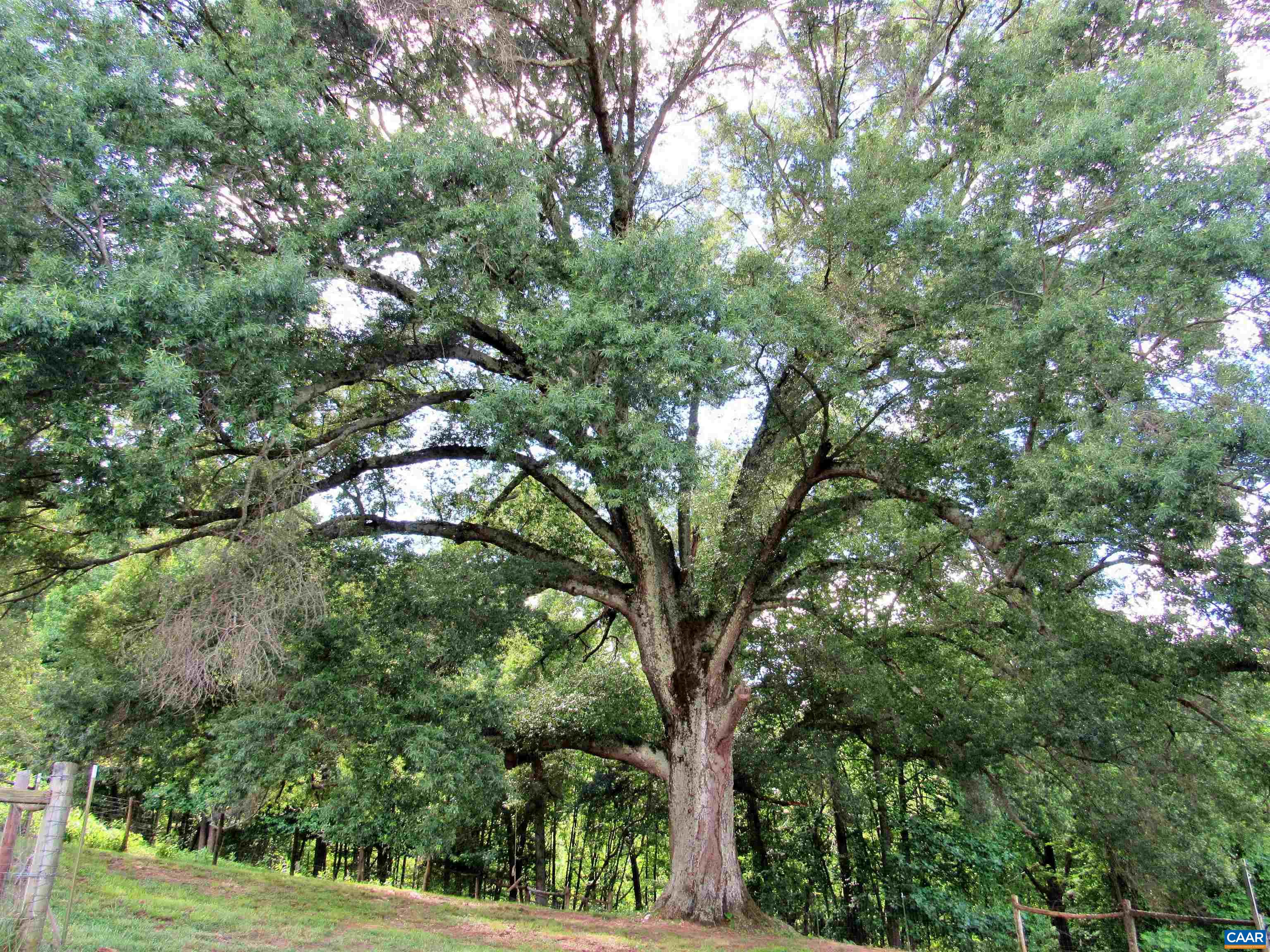 611 Hartless Road Amherst, VA 24521 - Photo 46 of 51 a view of tree