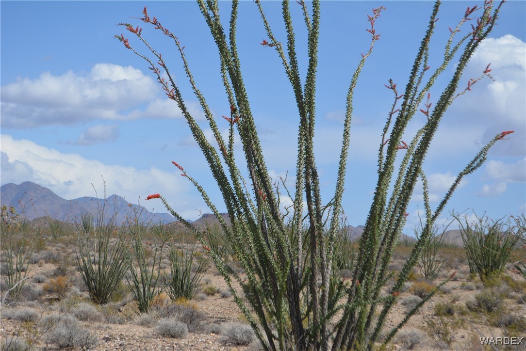 245-24-107 South Rainbow Road Yucca, AZ 86438 - Photo 68 of 91