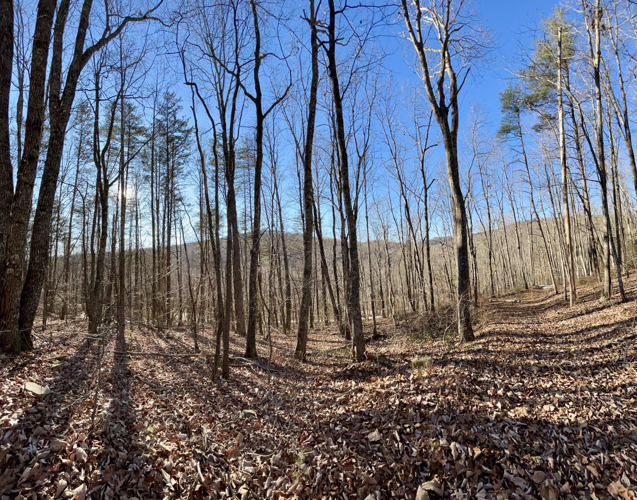 812 Dunn Road Spring City, TN 37381 - Photo 14 of 28 a view of a backyard of the house