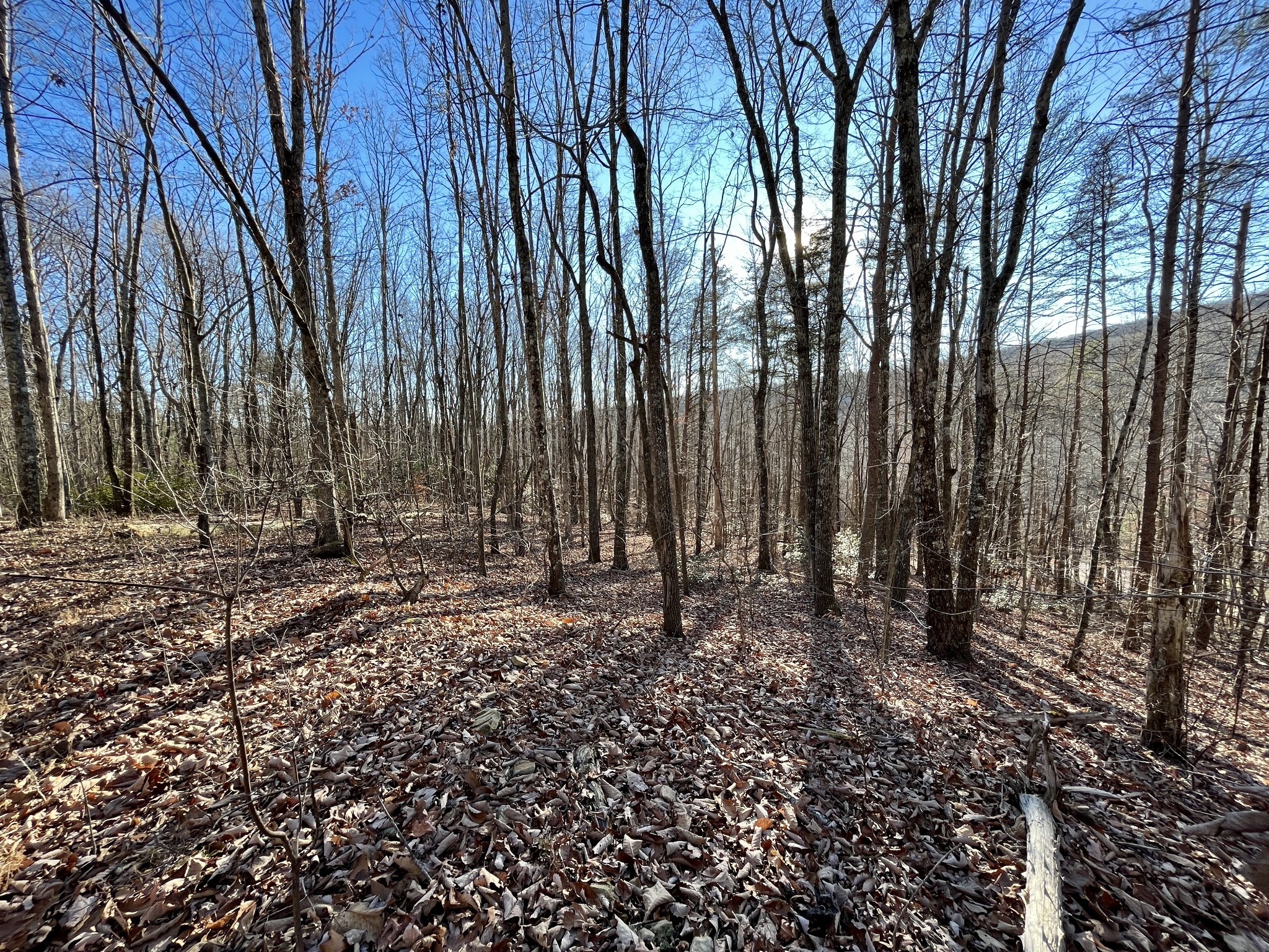 812 Dunn Road Spring City, TN 37381 - Photo 15 of 28 a view of a backyard with trees