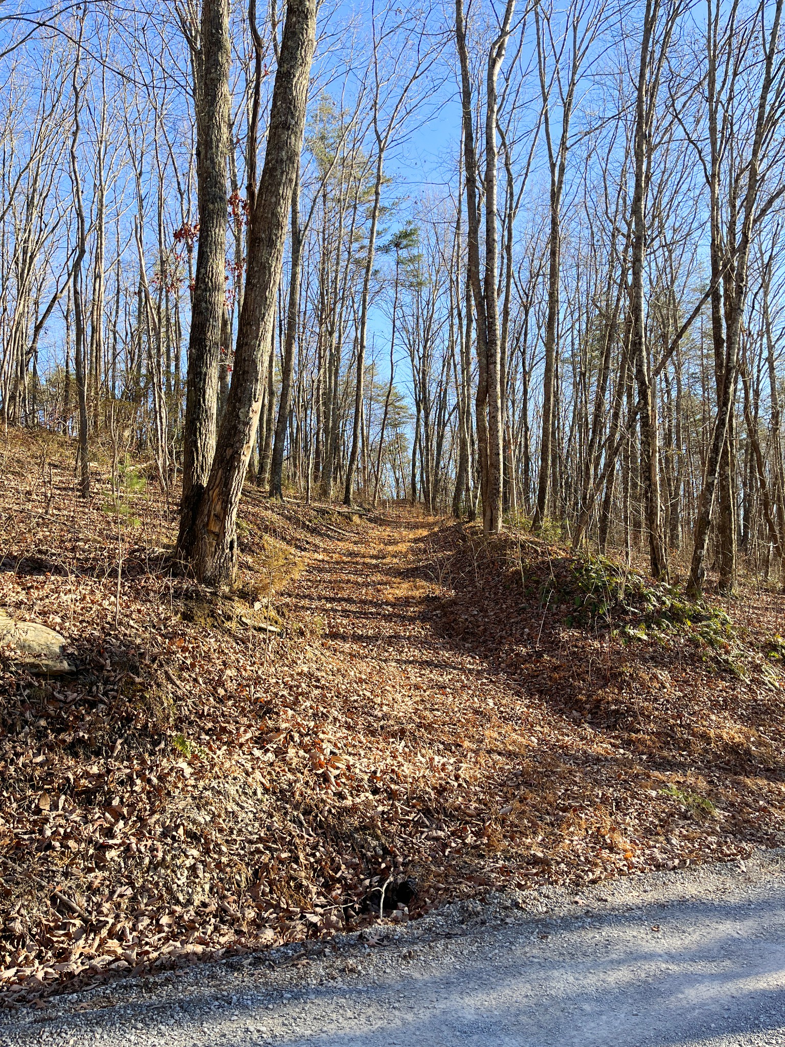 812 Dunn Road Spring City, TN 37381 - Photo 2 of 28 a view of backyard