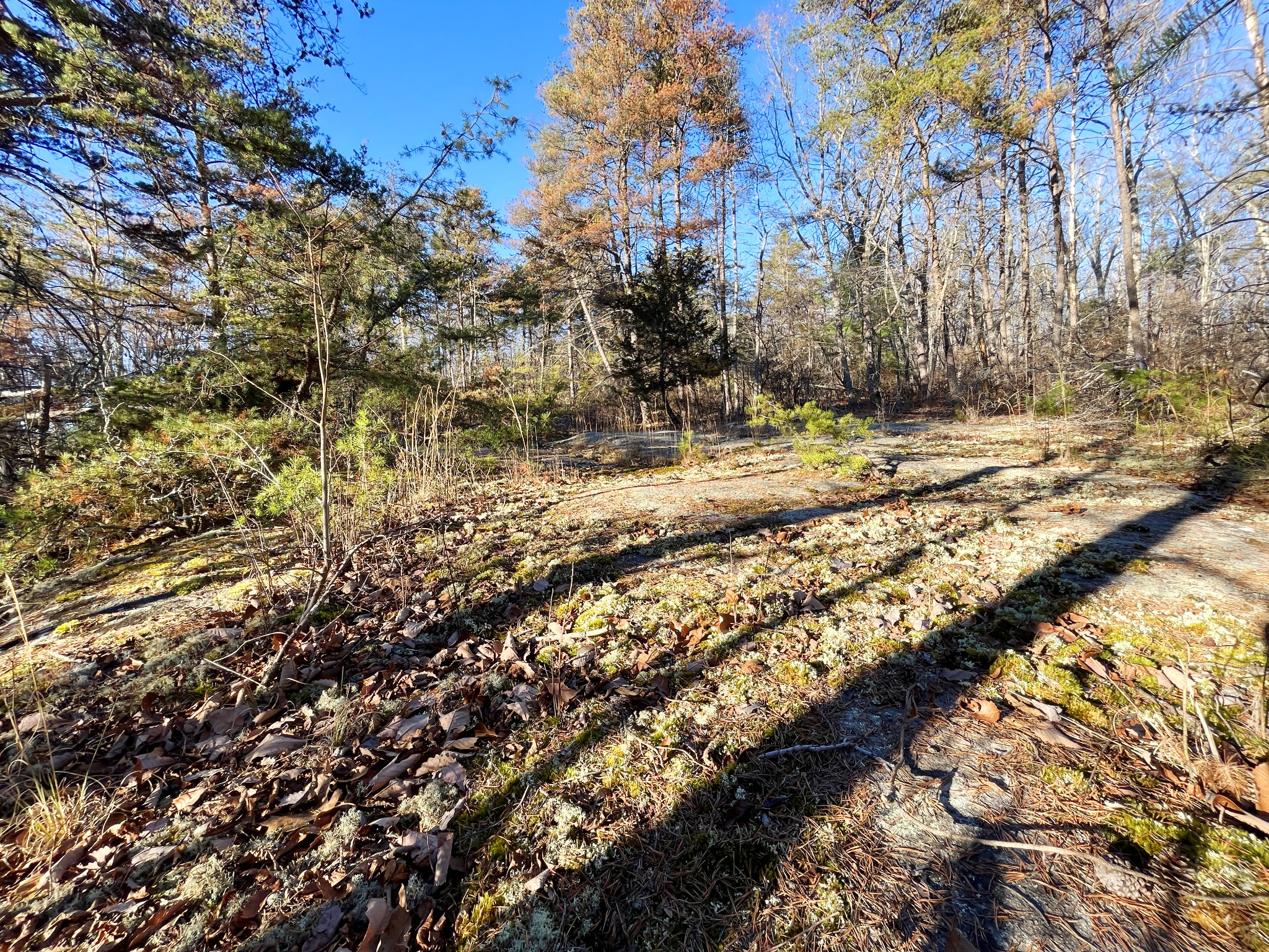 812 Dunn Road Spring City, TN 37381 - Photo 7 of 28 a view of a yard with a tree