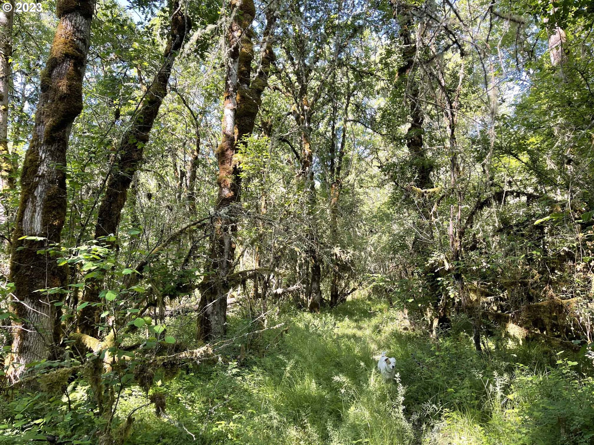 Richardson Gap Road, Unit TL708 Lebanon, OR 97355 - Photo 25 of 40 Gallery Image 25