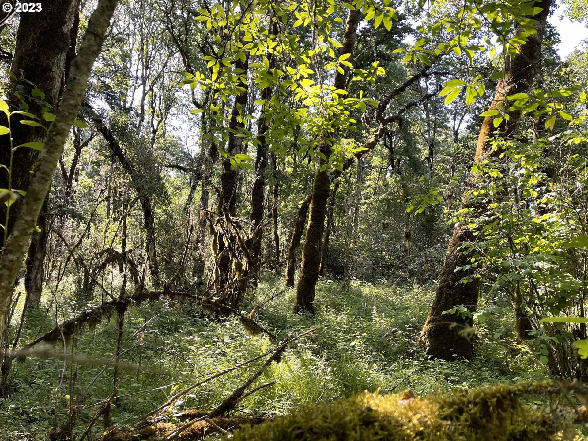 Richardson Gap Road, Unit TL708 Lebanon, OR 97355 - Photo 28 of 40 Gallery Image 28