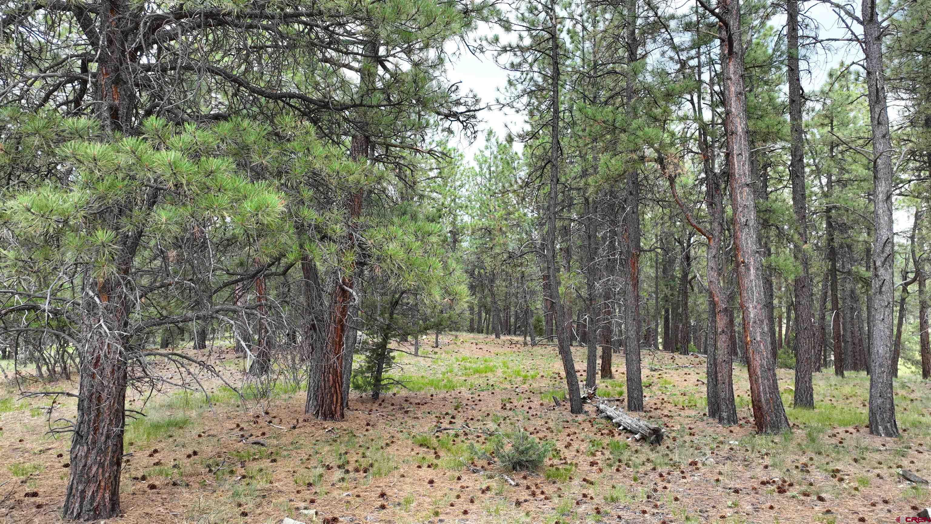 68 Marmot Court Ridgway, CO 81432 - Photo 15 of 22 a view of outdoor space