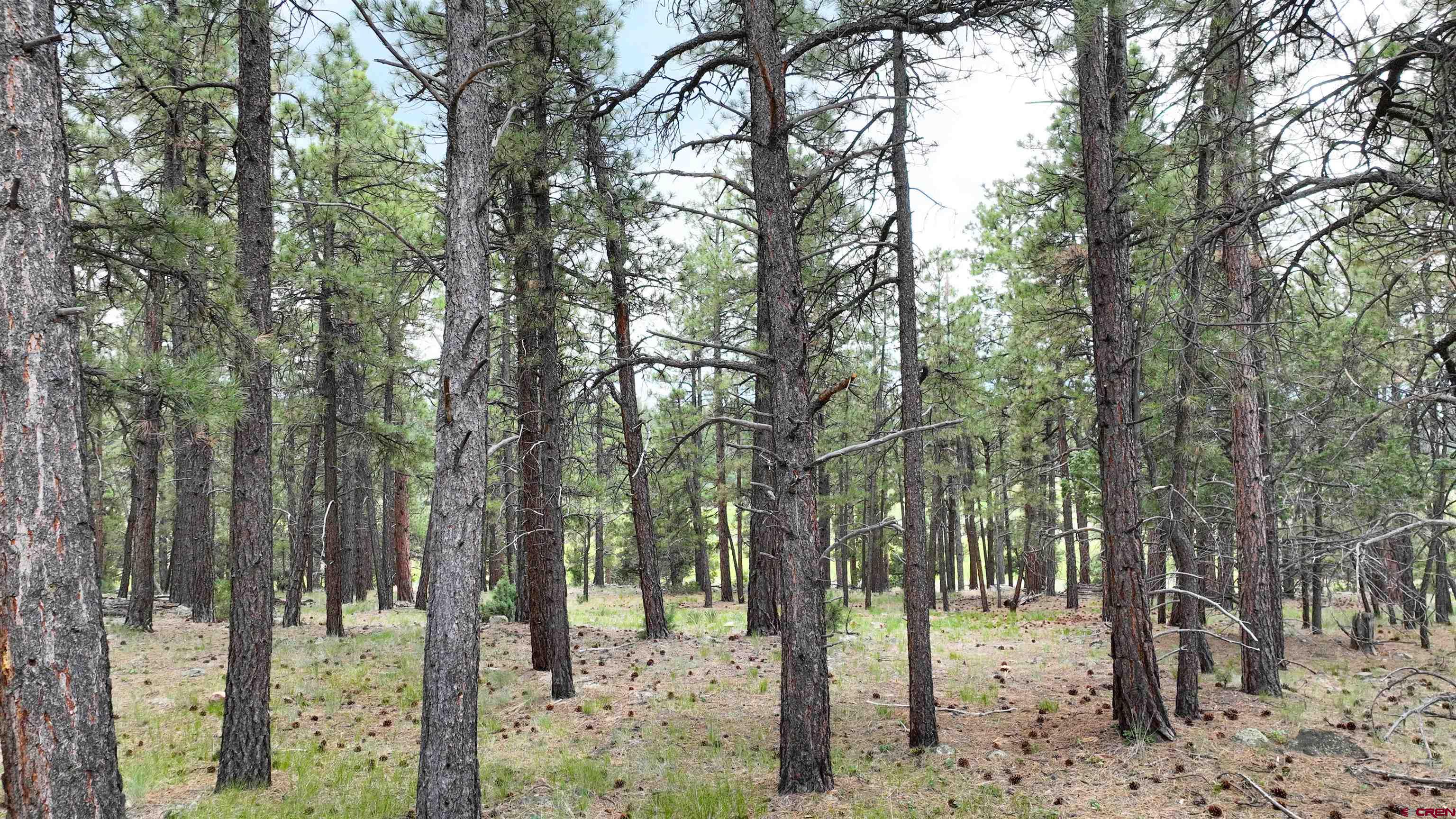 68 Marmot Court Ridgway, CO 81432 - Photo 16 of 22 a view of outdoor space with lots of trees