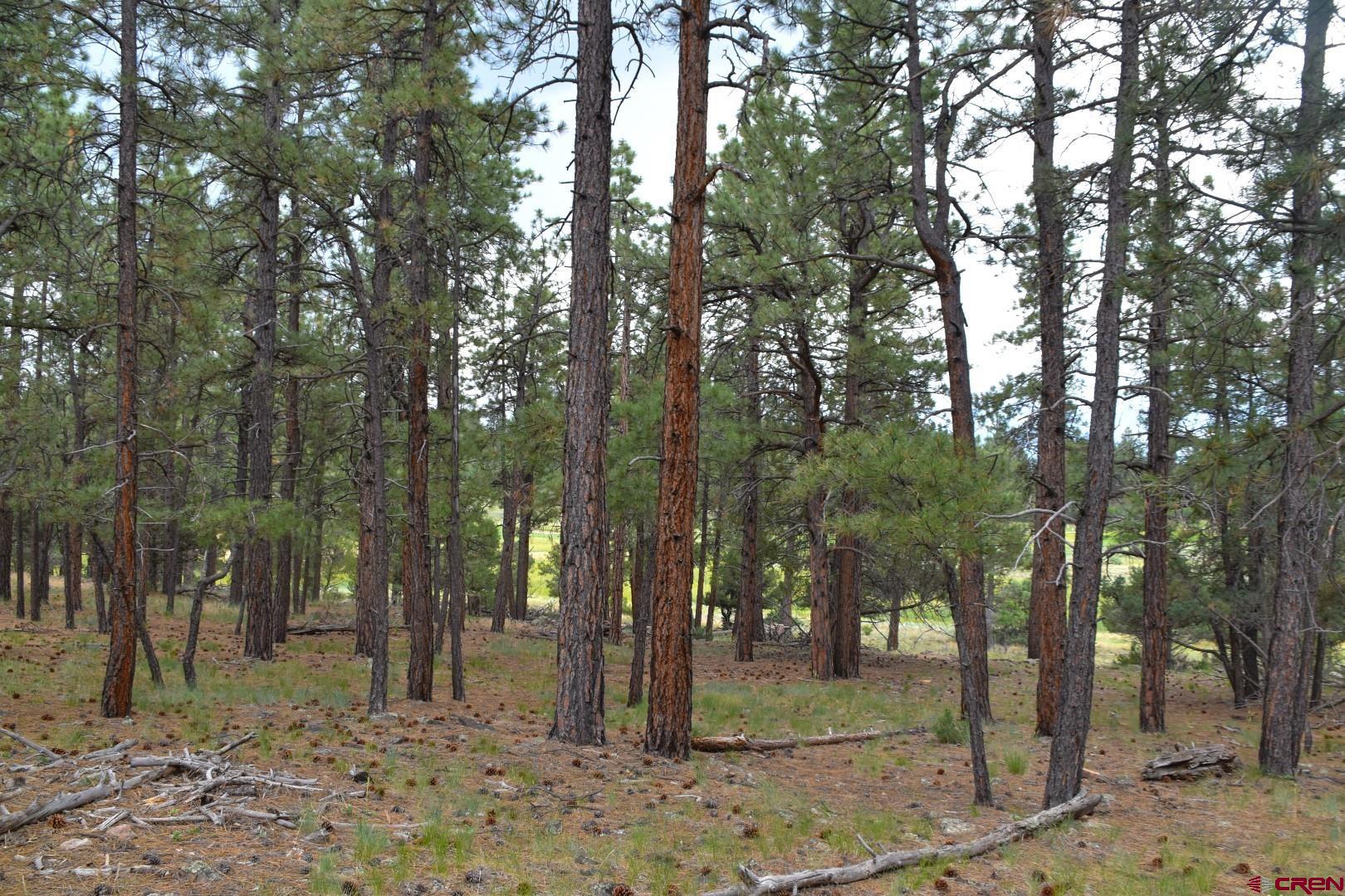 68 Marmot Court Ridgway, CO 81432 - Photo 20 of 22 a view of outdoor space with trees