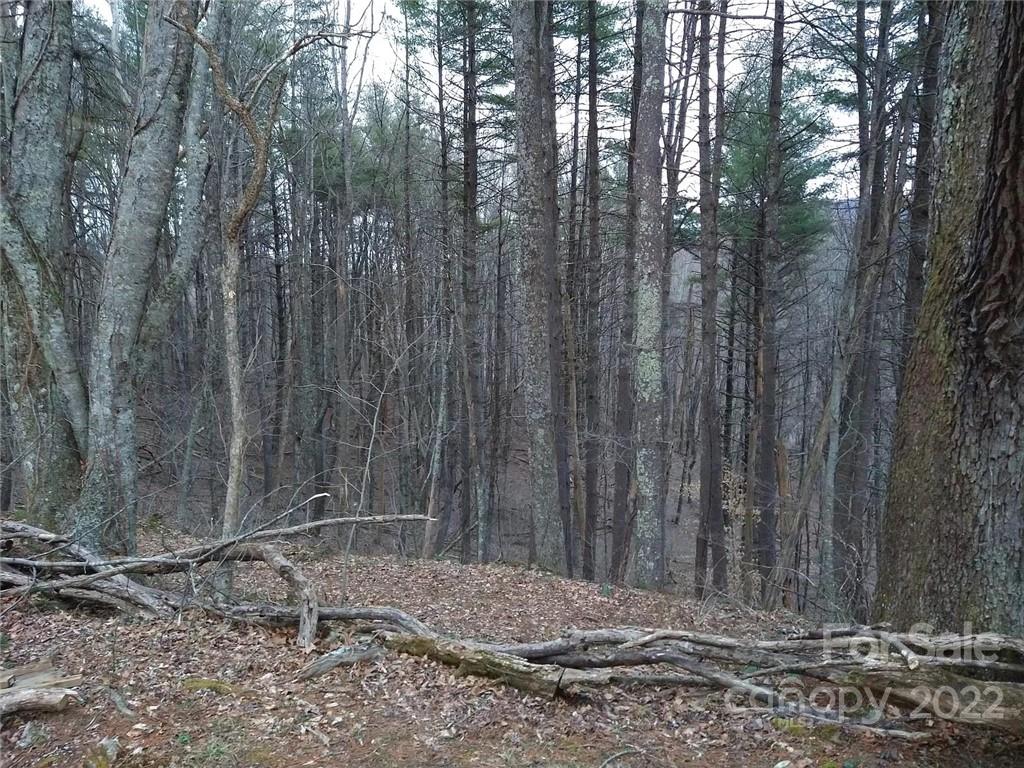 Tbd Tbd Rosa Road Warrensville, NC 28693 - Photo 6 of 12 Gallery Image 6
