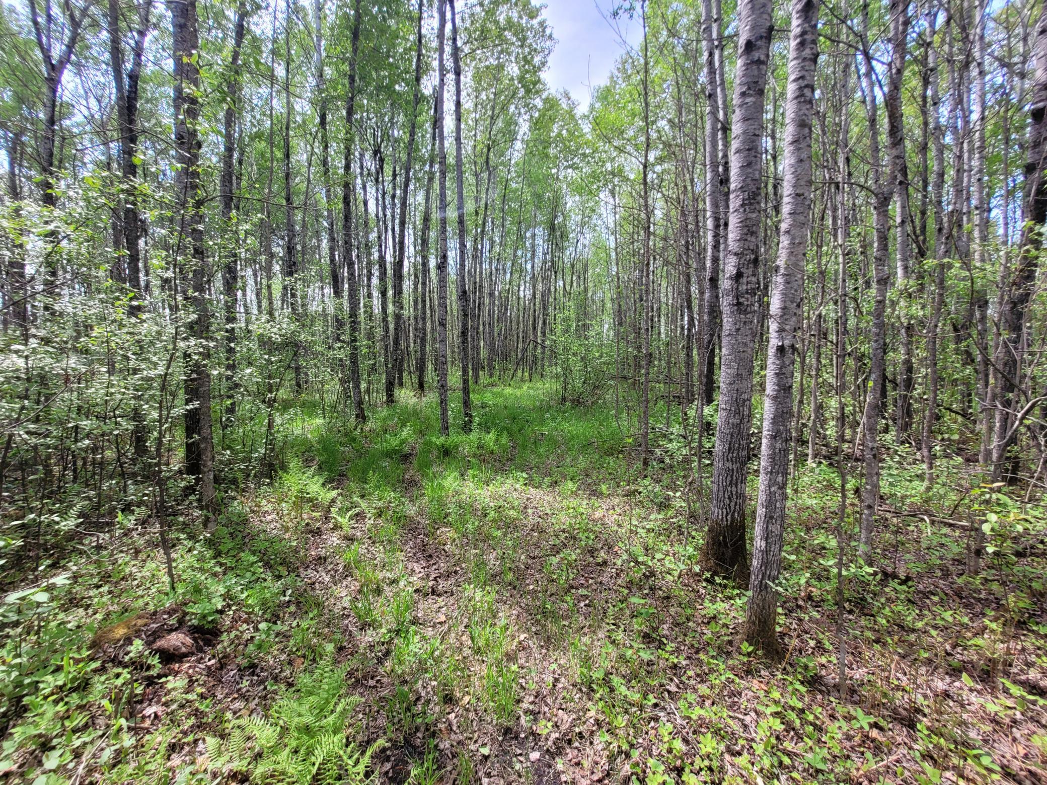 68401 County Road 547 Cook, MN 55723 - Photo 5 of 29