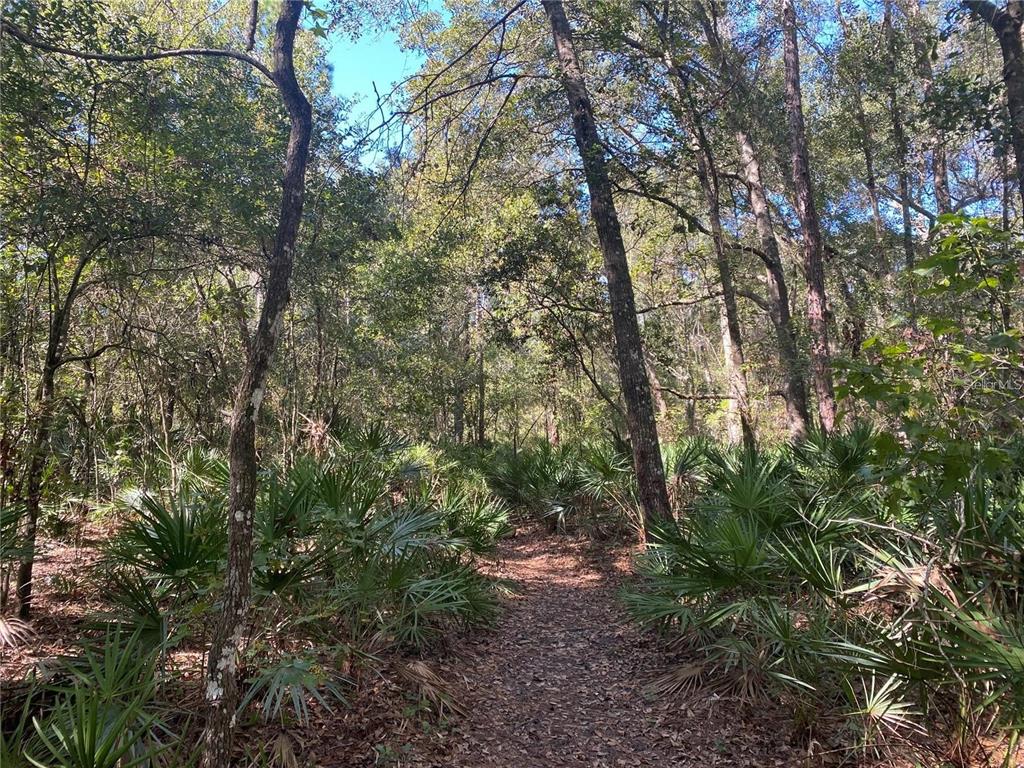 4824 Woodmere Road Land O Lakes, FL 34639 - Photo 50 of 50 a view of a forest with lots of trees