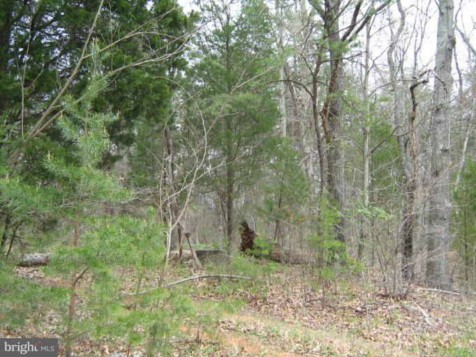 Lignum Lignum, VA 22726 - Photo 11 of 15 a view of a forest with trees in the background