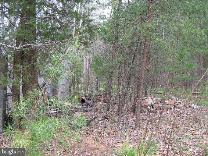 Lignum Lignum, VA 22726 - Photo 14 of 15 a view of a forest with lots of trees