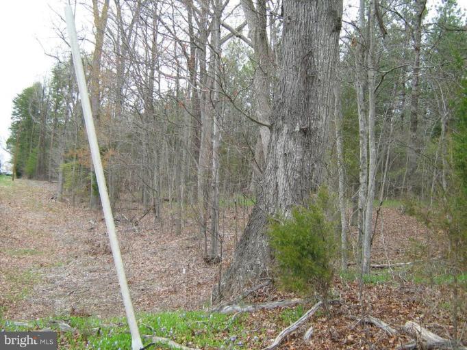 Lignum Lignum, VA 22726 - Photo 15 of 15 a view of a forest