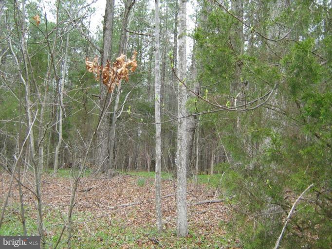 Lignum Lignum, VA 22726 - Photo 3 of 15 a backyard of a house with lots of green space and trees all around