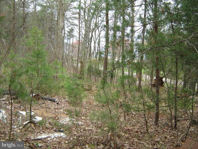 Lignum Lignum, VA 22726 - Photo 9 of 15 a view of a forest with trees