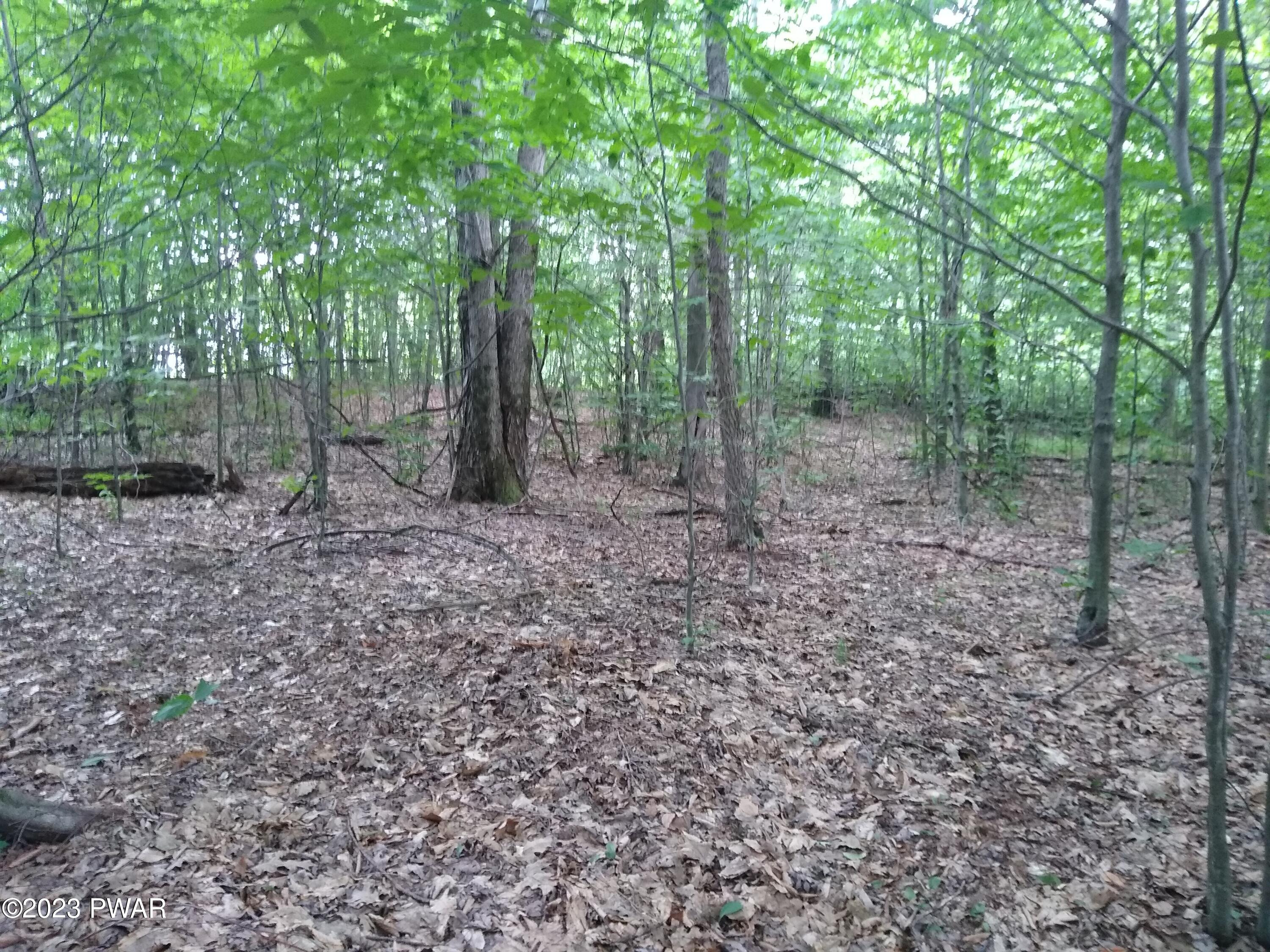 445 Summit Woods Road Moscow, PA 18444 - Photo 4 of 7 6 wooded acres