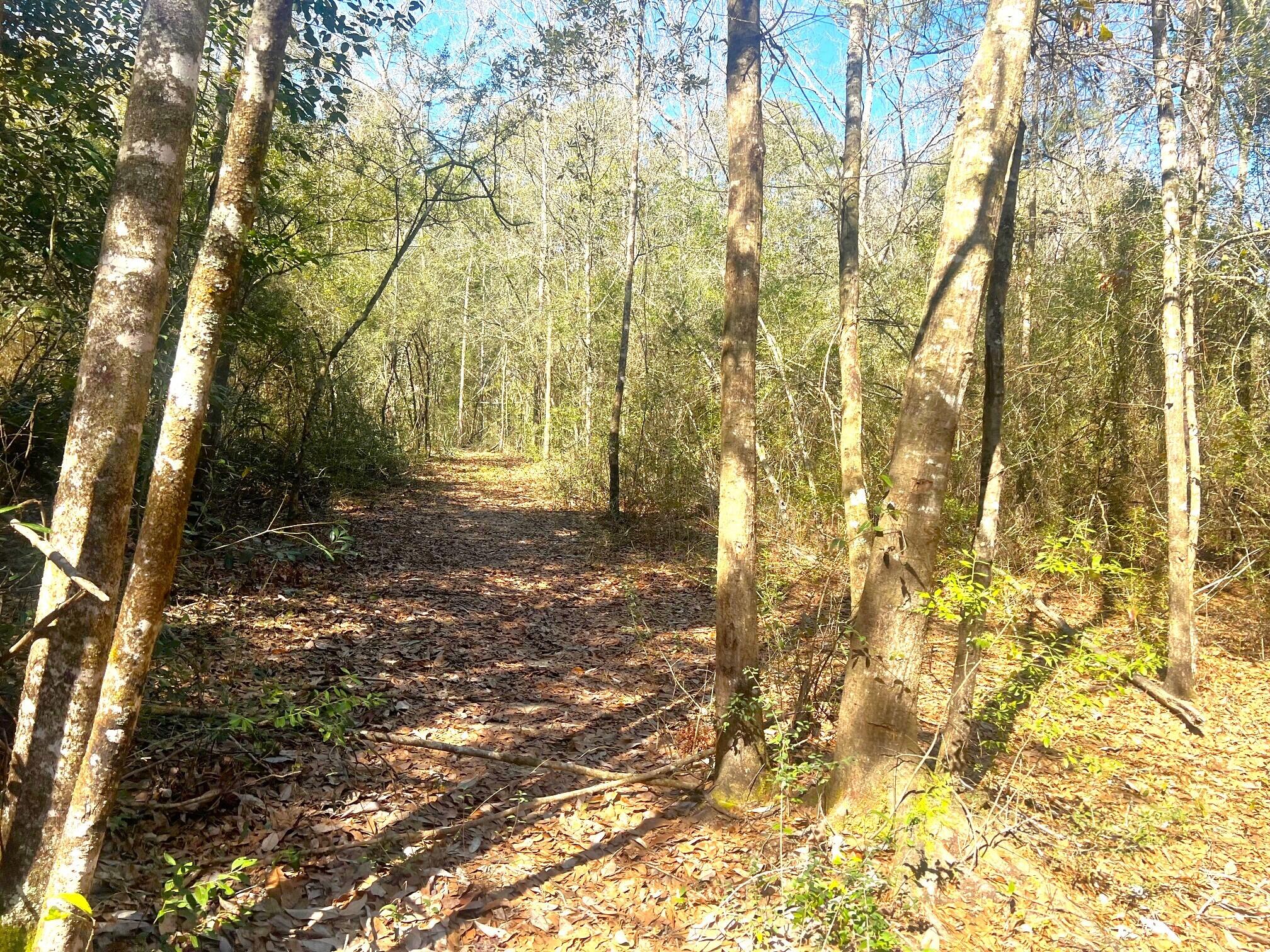 166 Miller Road DeFuniak Springs, FL 32435 - Photo 13 of 76 Woods, Trails, Creek (15)