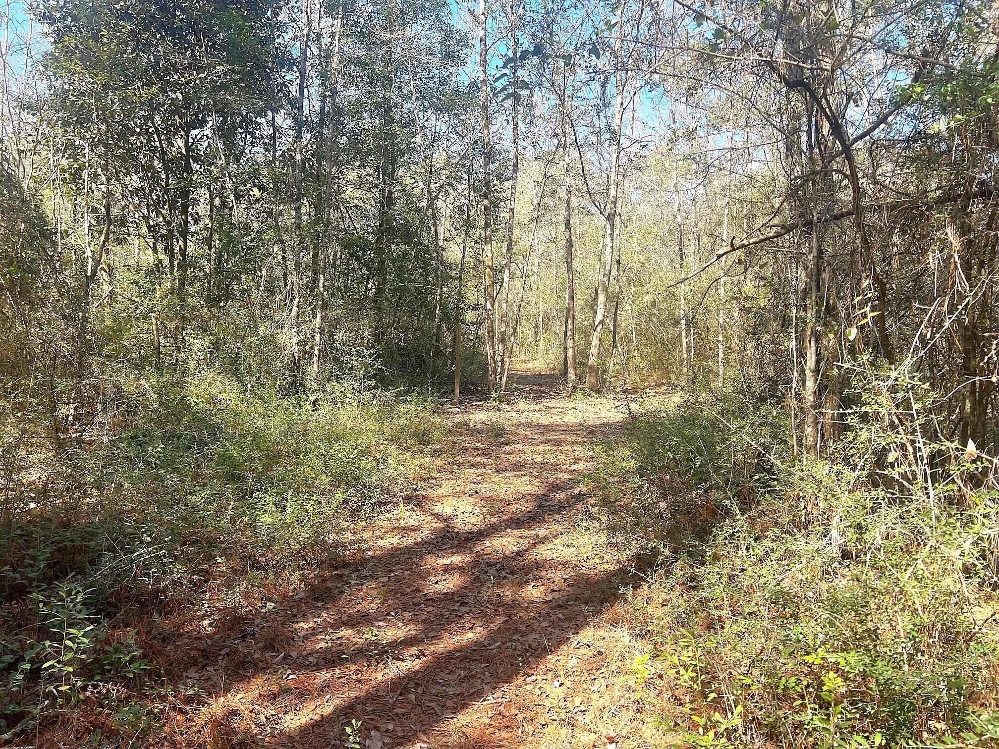 166 Miller Road DeFuniak Springs, FL 32435 - Photo 14 of 76 Woods, Trails, Creek (21)