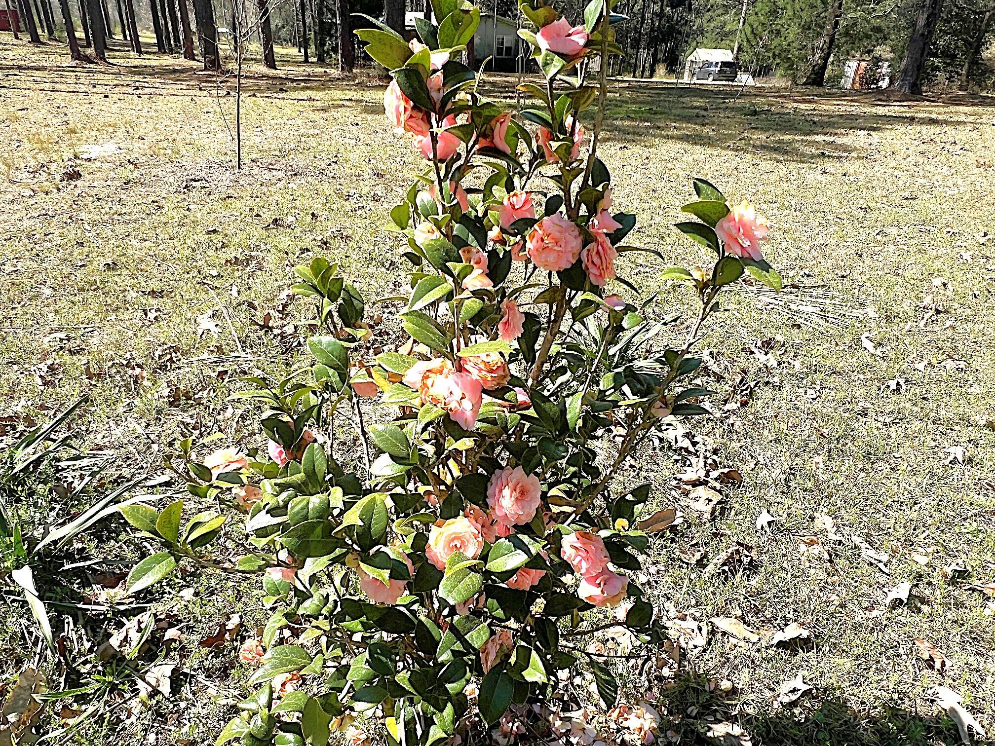 166 Miller Road DeFuniak Springs, FL 32435 - Photo 20 of 76 Land (1)