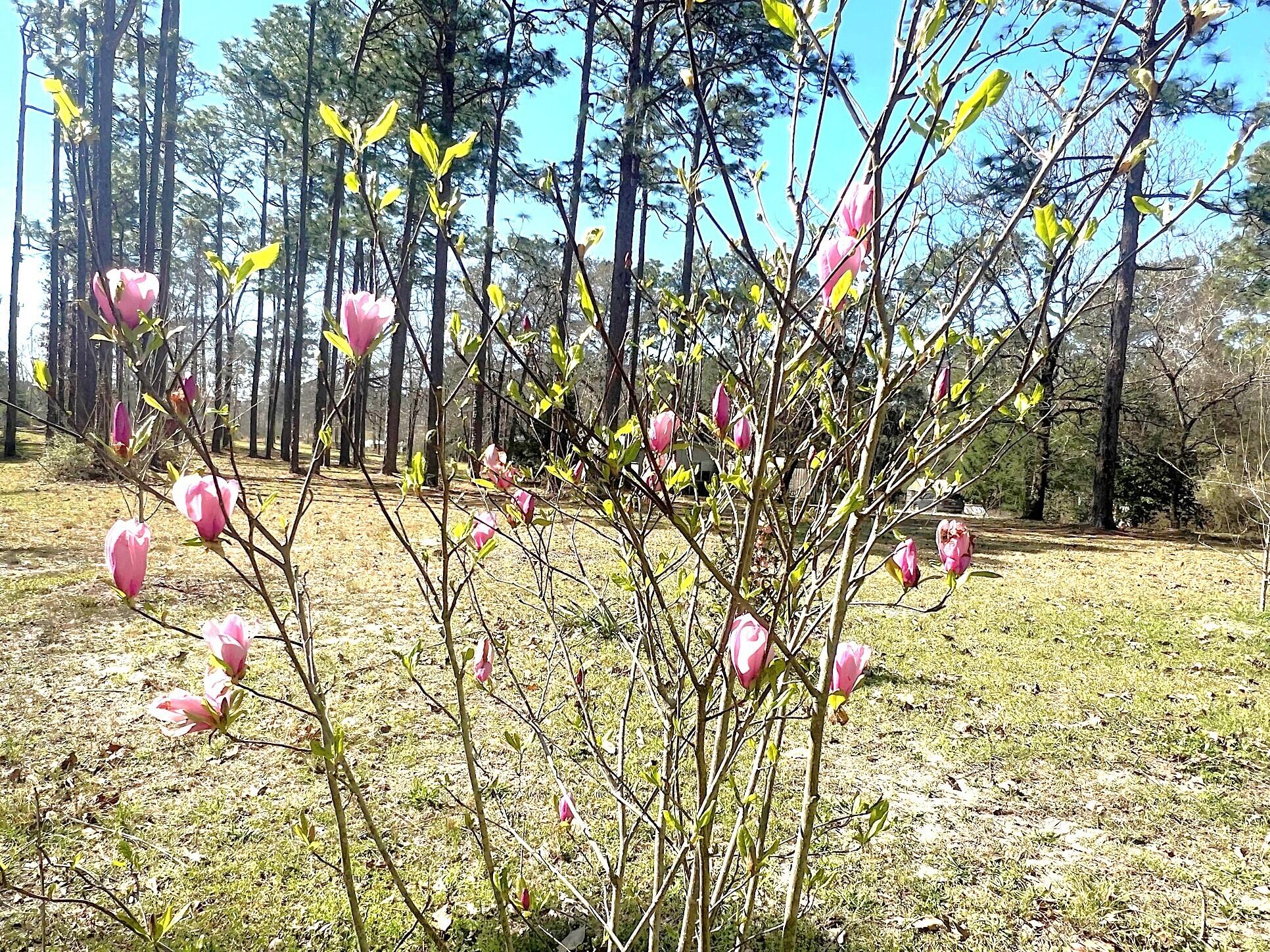 166 Miller Road DeFuniak Springs, FL 32435 - Photo 21 of 76 Land (22)