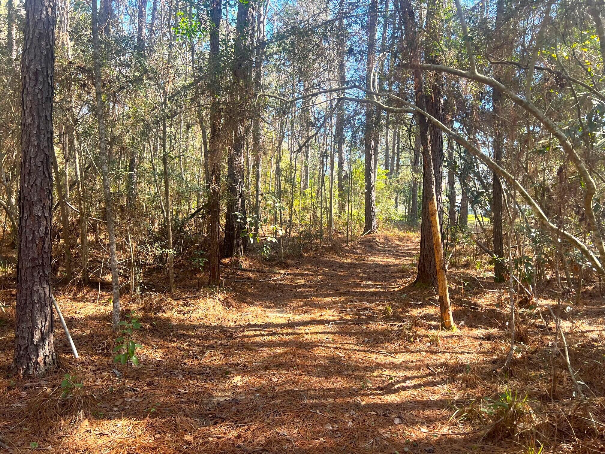 166 Miller Road DeFuniak Springs, FL 32435 - Photo 8 of 76 Woods, Trails, Creek (8)