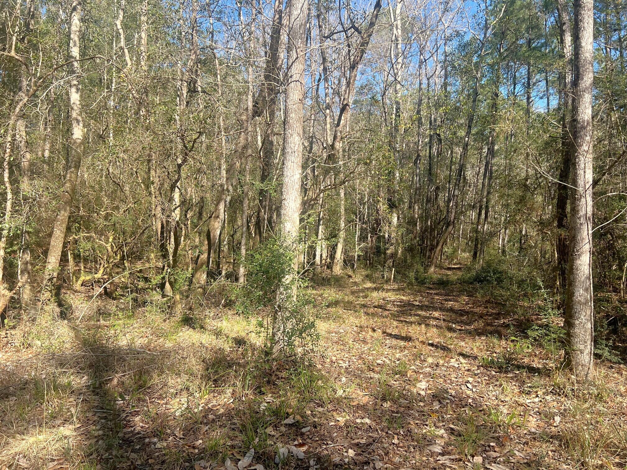 166 Miller Road DeFuniak Springs, FL 32435 - Photo 9 of 76 Woods, Trails, Creek (11)