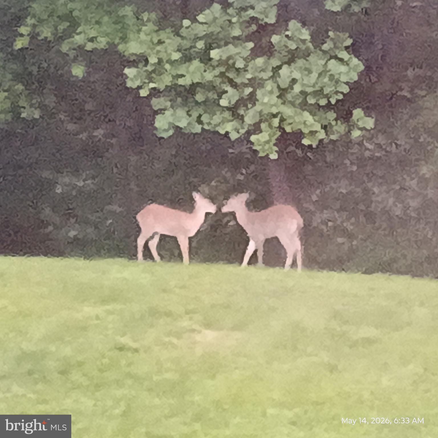 425 Swamp Road Morgantown, PA 19543 - Photo 14 of 55 Mother Nature at its best