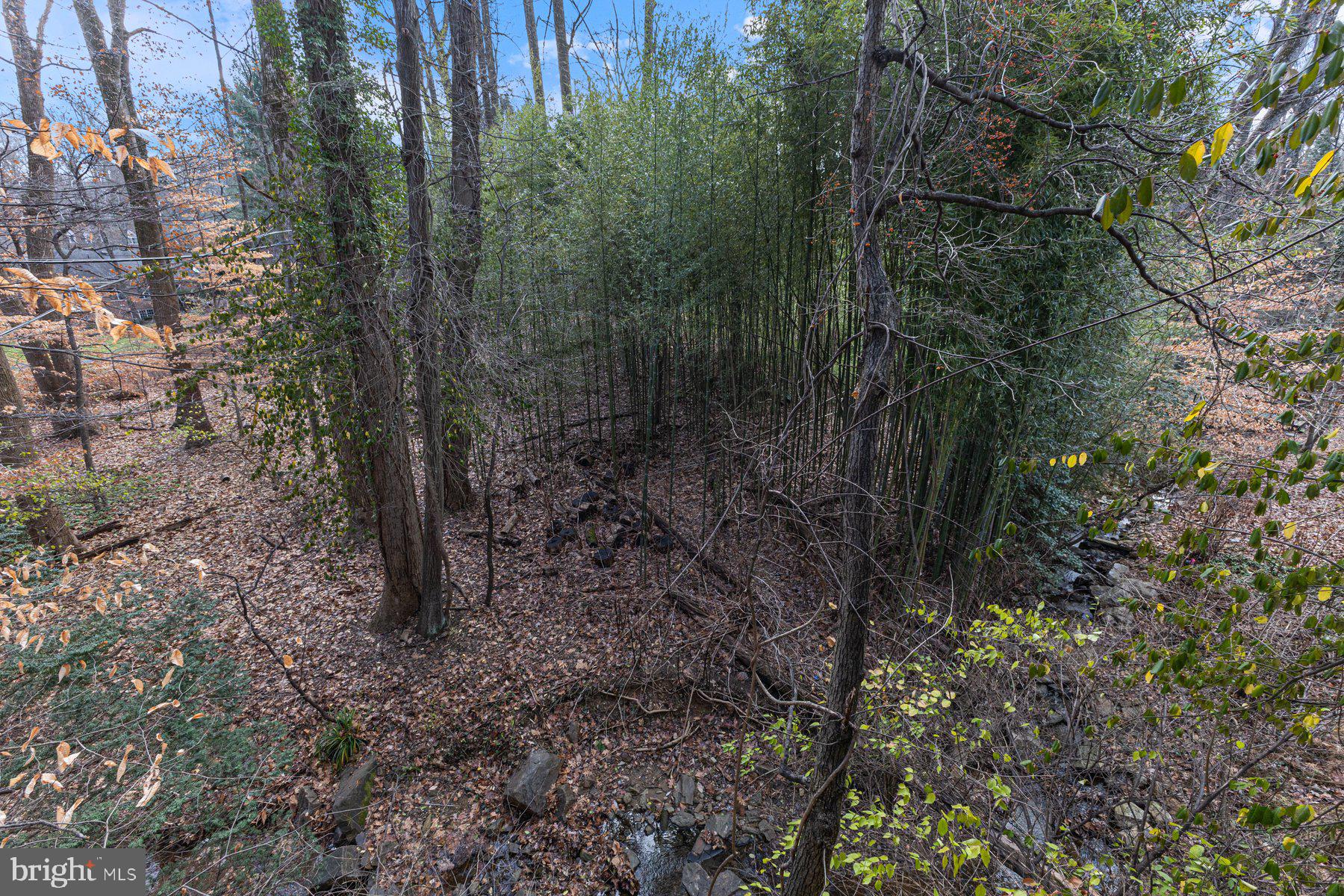 1875 Massachusetts Avenue McLean, VA 22101 - Photo 33 of 52 a view of a forest that has a tree