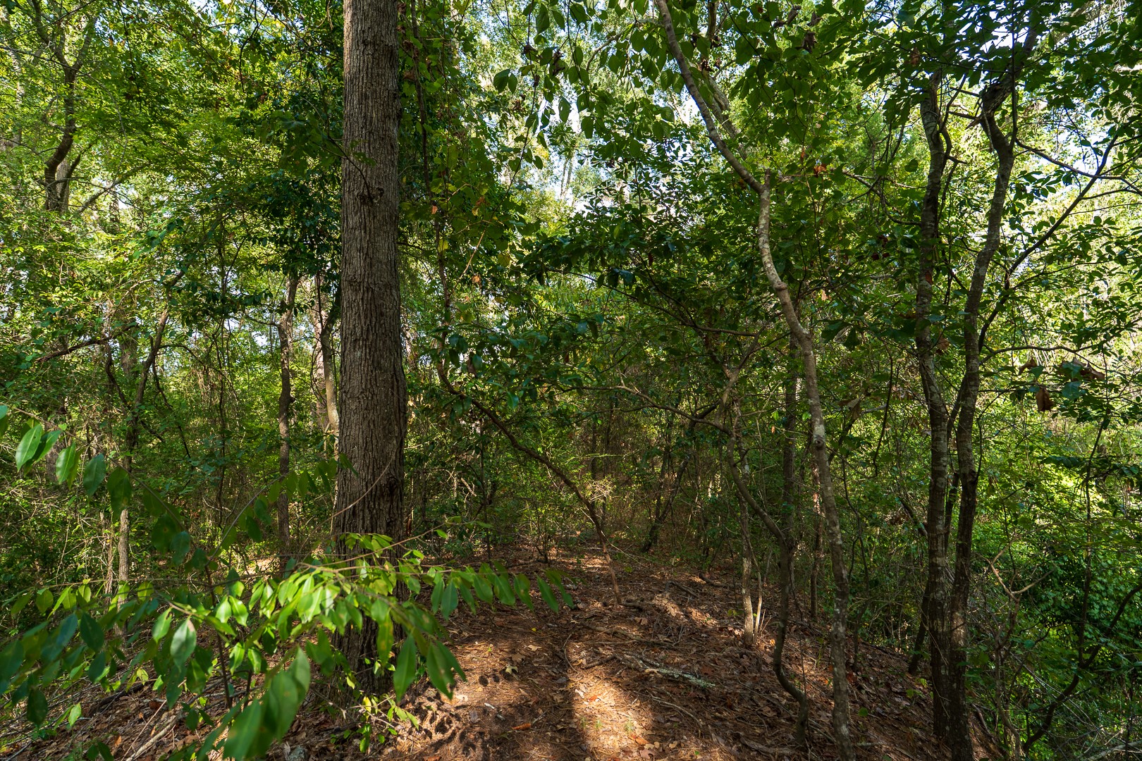 Tbd Tbd Fm-343 Rusk, TX 75785 - Photo 6 of 23 Gallery Image 6