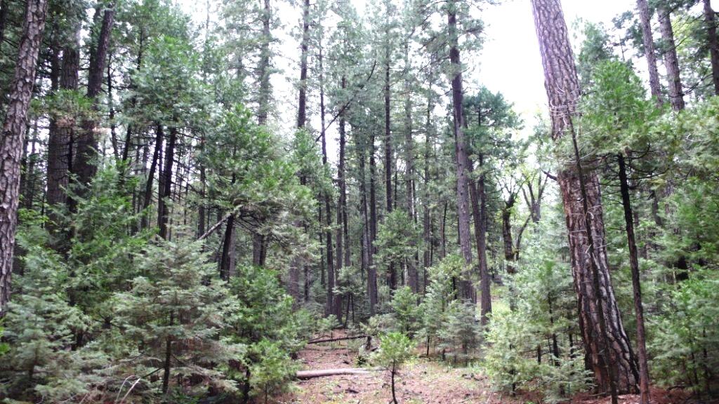 100 Rd Shingletown Ca Shingletown, CA 96088 - Photo 1 of 4 100 Rd