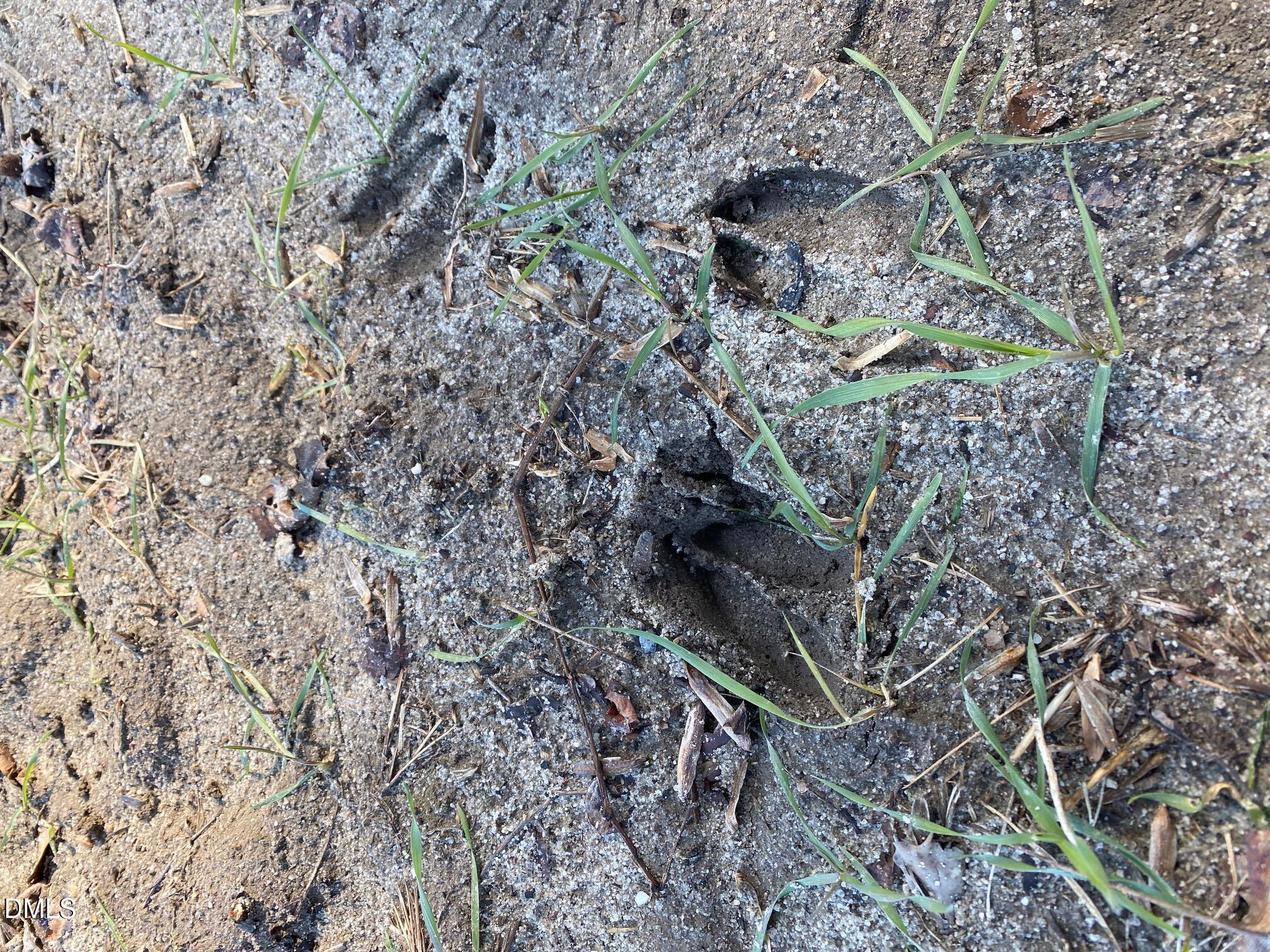 3038 Brogden Road Smithfield, NC 27577 - Photo 28 of 40 Deer Tracks