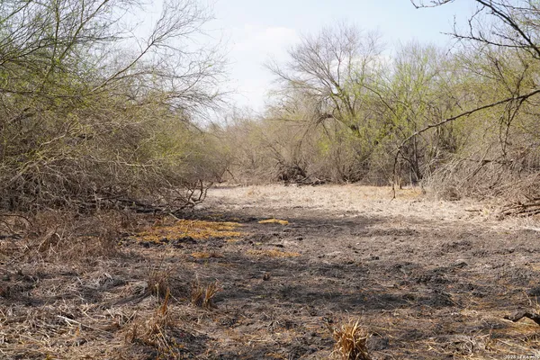 a view of a dry yard with lots of bushes