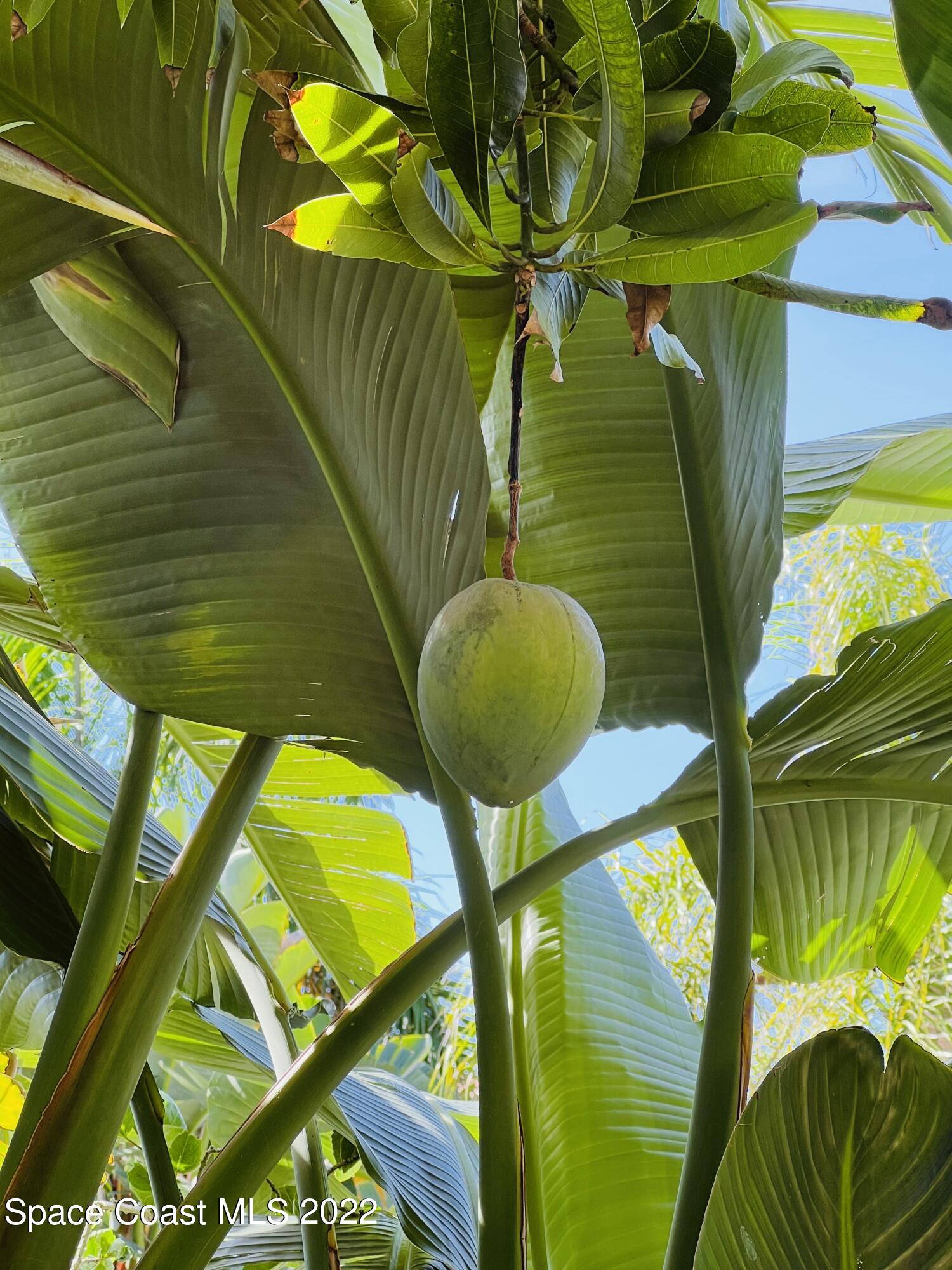 230 Rita Boulevard Melbourne Beach, FL 32951 - Photo 44 of 60